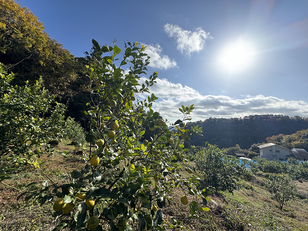 Yamamoto Lemon Garden